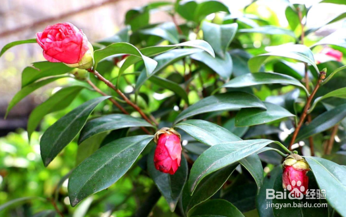 茶花修剪时间和方法