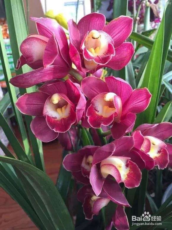 6种兰花爱开花，一开变成“花瀑布”，太美了！