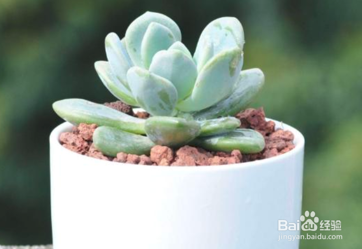 冬美人老桩修剪教程