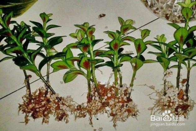 金鱼吊兰的扦插方法和注意事项