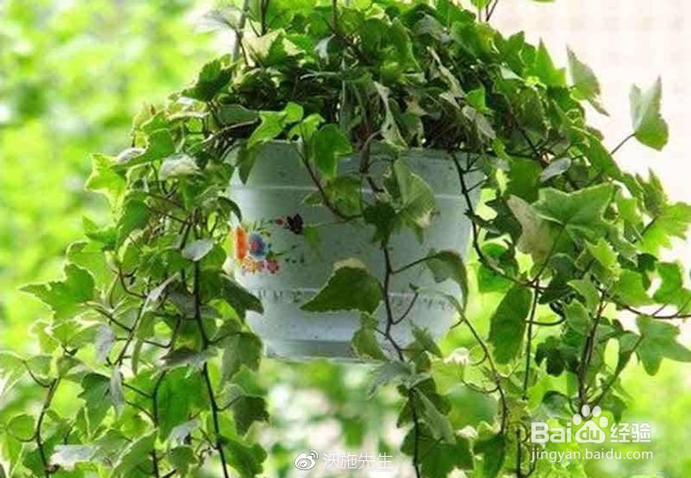 常春藤夏天怎么养护