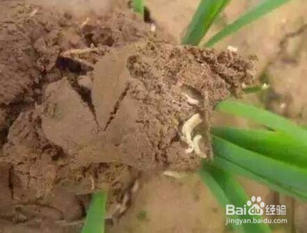 种大蒜用什么药防治地下害虫