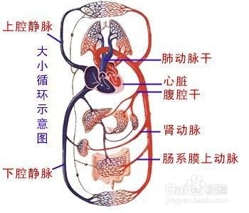 养生之道——降压药能解决高血压问题吗？