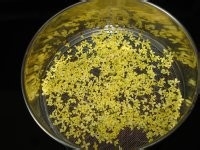 如何制作桂花酒