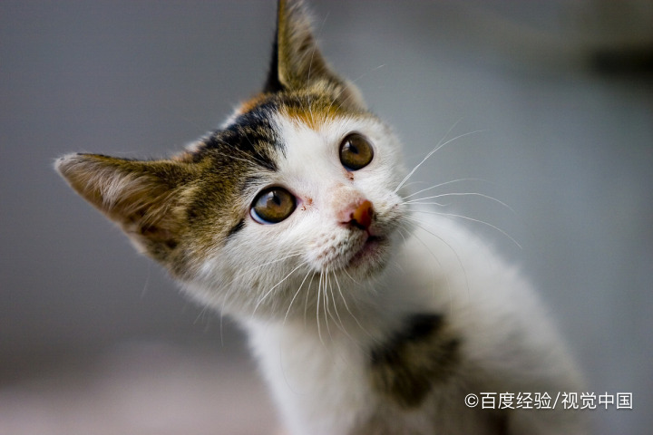 猫咪打针的打到皮内了怎么办-百度经验