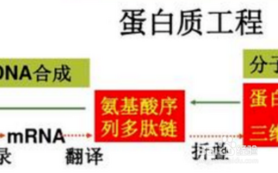 蛋白质工程的基本流程