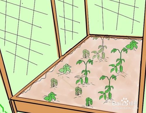 如何防止猫进入你的花园 百度经验 如何防止猫进入你的花园 百度经验