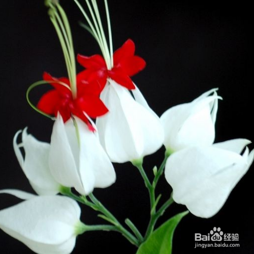 龙吐珠花有毒吗，能养在室内吗？-（龙吐珠花有毒吗风水怎么样）[图]