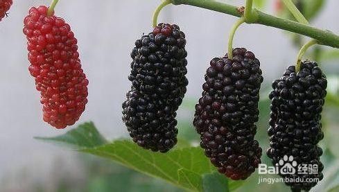 多吃桑葚都有哪些意想不到好处