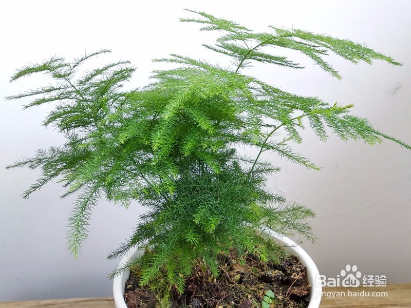 文竹叶子发黄要怎么办？文竹的养殖方法