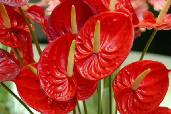 红掌家庭养殖放哪好