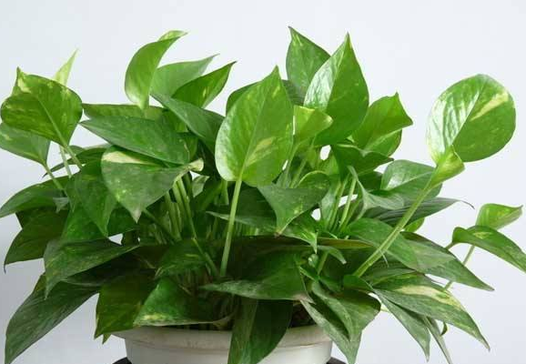 缘罗花是什么类花，如何养植