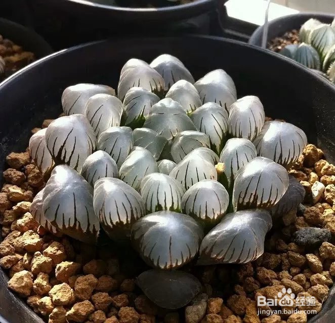 冰灯玉露怎么养