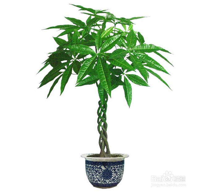 发财树烂根怎么办