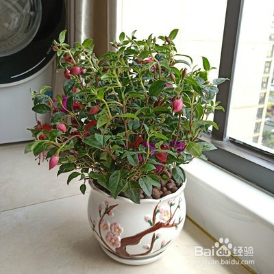 宝莲灯怎么养殖