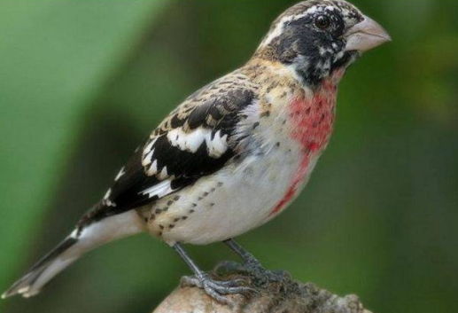 雏夜莺怎么喂养