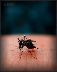 蚊子为什么总咬你？