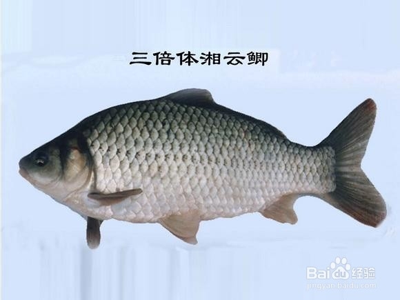 剁椒鱼头的做法