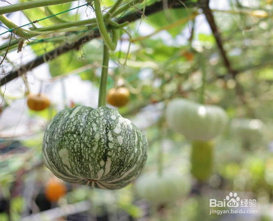 南瓜叶子发黄怎么办