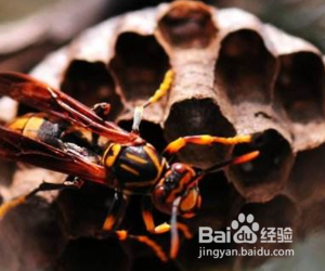 马蜂进屋怎么驱赶