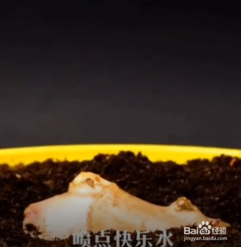 在生活中的种植的小妙招