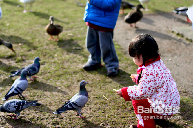棒棒糖女孩和温哥华绿头鸭(组图)