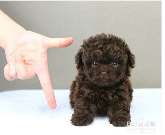 泰迪犬怎样训练