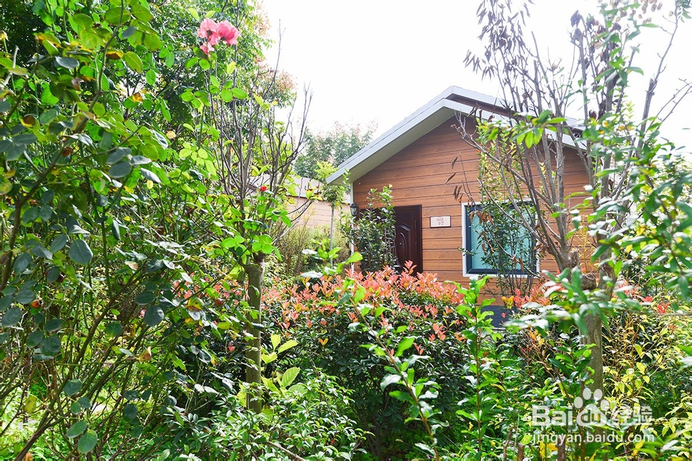 组团来许昌鄢陵,来浪漫步庭玫瑰农庄团餐超值