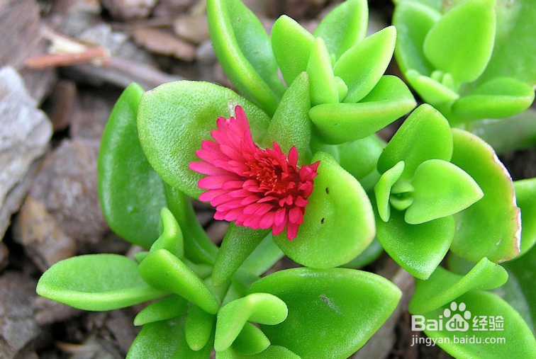 心叶日中花怎么扦插