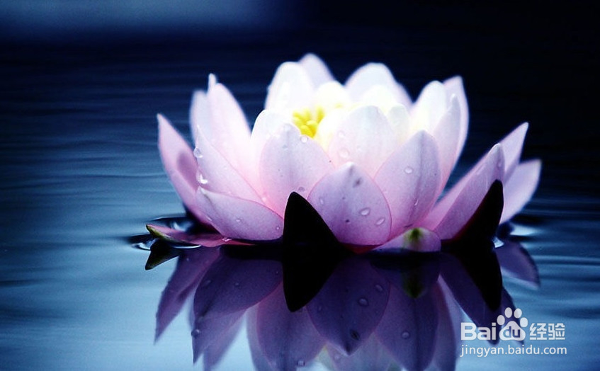 养生保健 什么样的鲜花有食疗功效