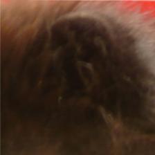 怎样给松狮犬美容