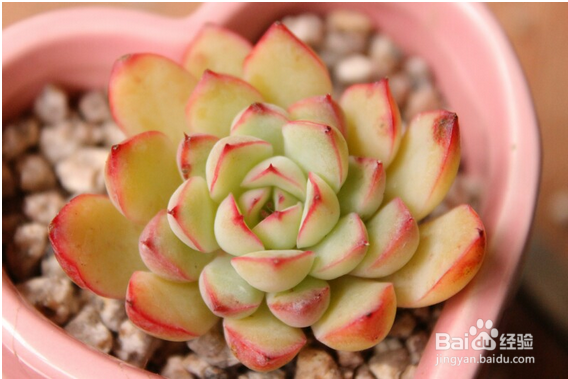怎样使多肉植物变成美丽的颜色？