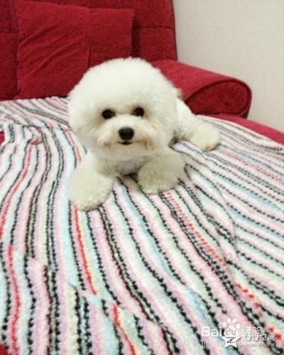 比熊犬长螨虫怎么办