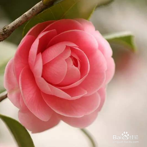 山茶花对人有哪些好处?