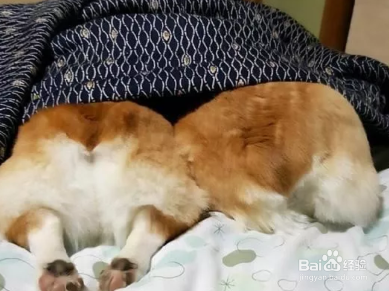 柯基掉毛解决办法