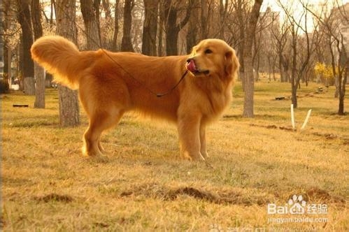 如何挑选优质的金毛猎犬