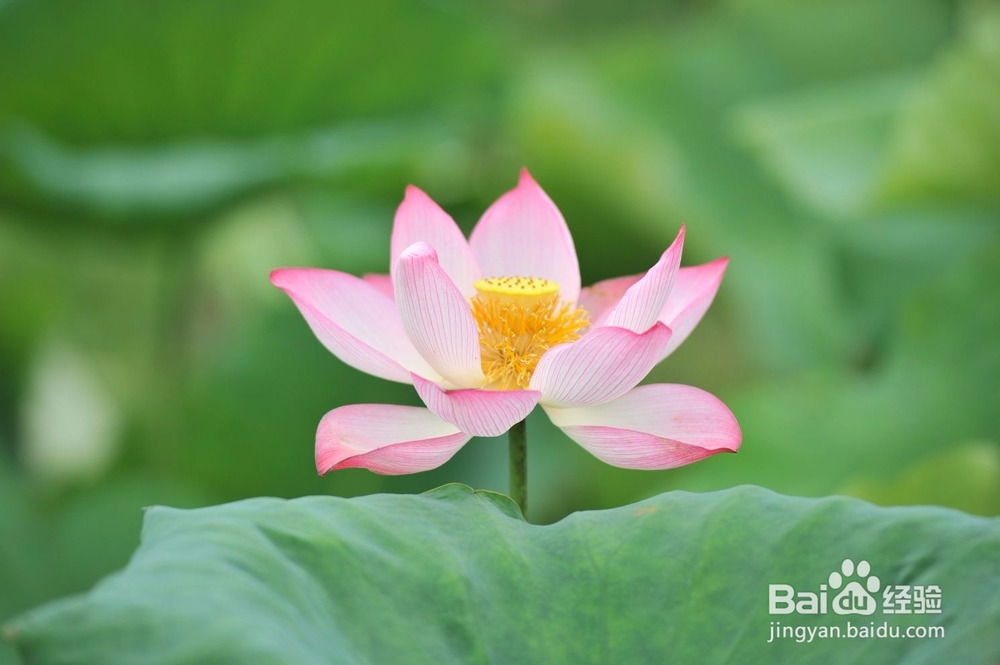 造成烂根,可待花和叶片轻度萎