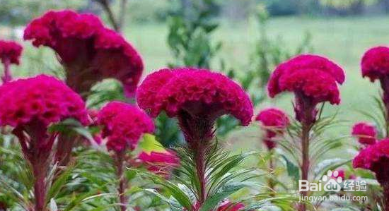 鸡冠花的养护方法?