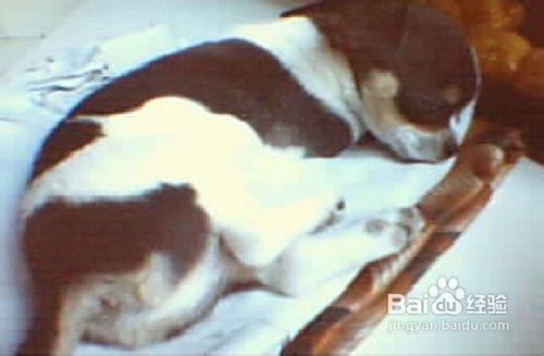 犬瘟热症状,一起来了解吧