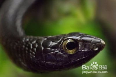 被蛇咬了怎么急救?