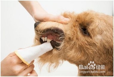 你知道给狗狗刷牙有什么注意事项吗？