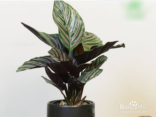 双线竹芋的价值是什么?