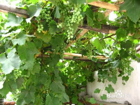 如何使院子不发空