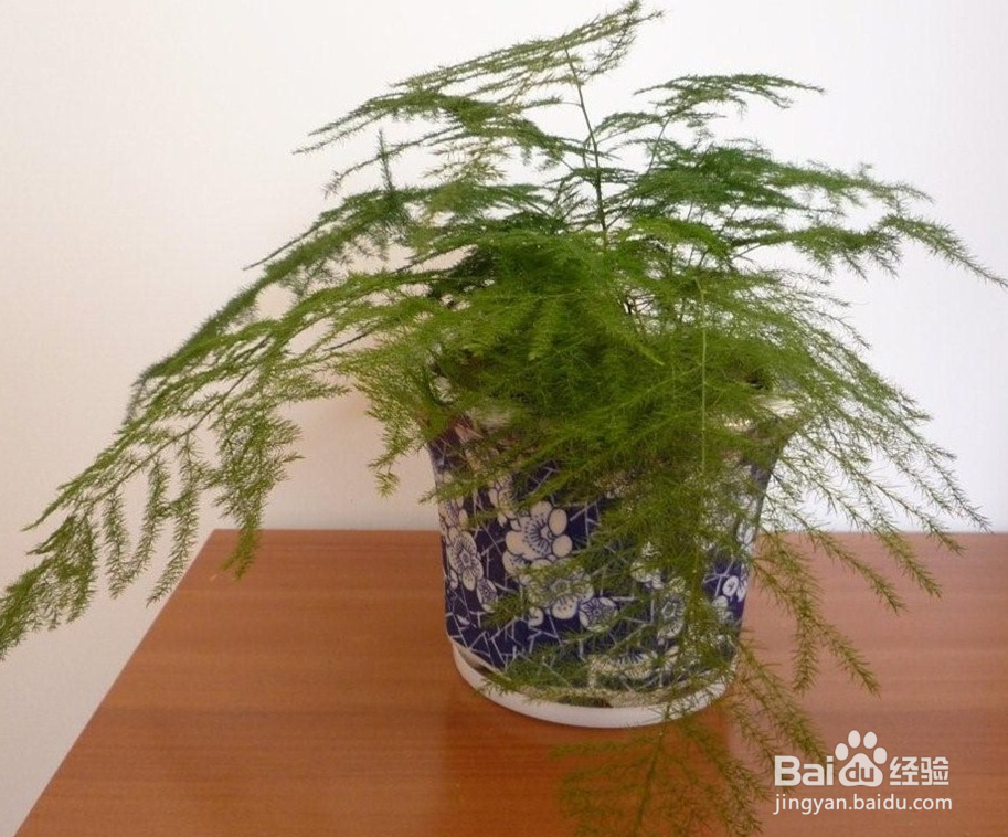 室内放哪些植物好