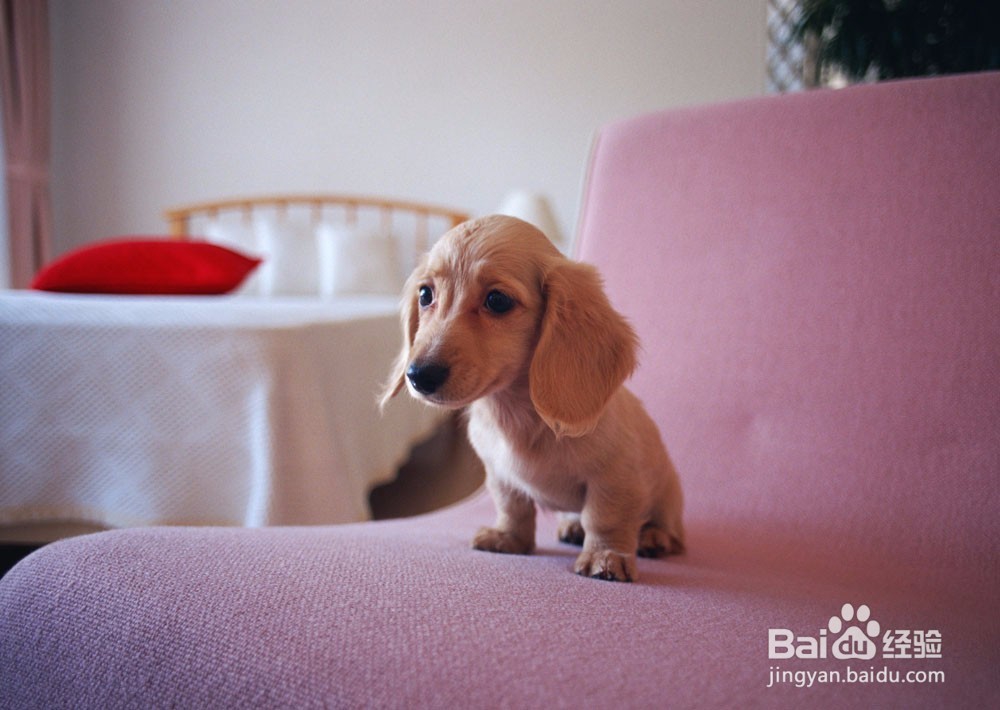 狗狗胆小怎么办?训练方法往这看