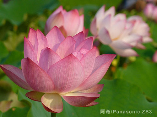 花季物语！小DC照样拍出好照片之实战篇