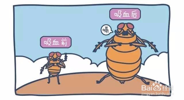 泰迪怎么杀体外虫