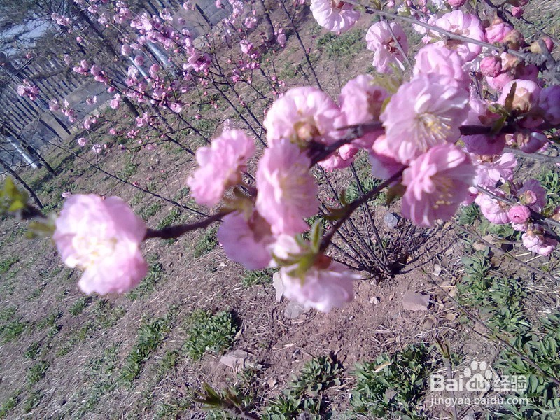 山东省小学教师资格证报名流程