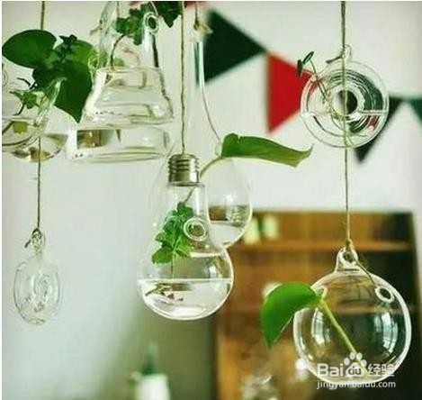 家庭如何养殖绿萝更旺盛的方法以及日常养护方法