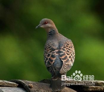 惊蛰时节如何养生